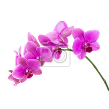 Фотообои - Веточка розовой орхидеи