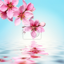 Фотообои - Цветки персика над водой