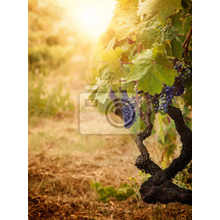 Фотообои - Осенний виноградник