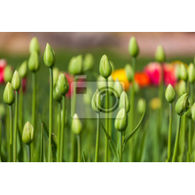 Фотообои - Зеленые тюльпаны