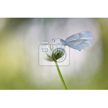 Фотообои для стен - Бабочка на цветке