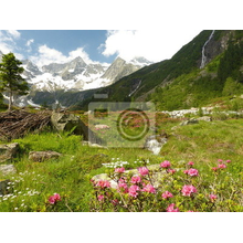 Фотообои - Альпийская лужайка