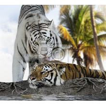 Фотообои с тиграми