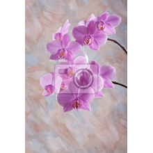 Фотообои - Нежность орхидеи