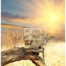Фотообои на стену - Леопард на рассвете