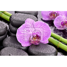 Фотообои - Орхидея на камне