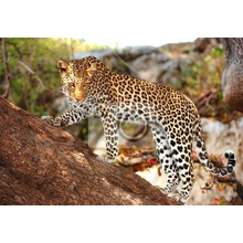Фотообои с милым леопардом