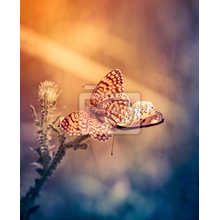 Фотообои - Влюбленные бабочки