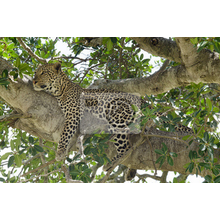 Фотообои - Леопард в зелени