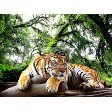 Фотообои - Мудрый тигр