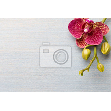 Фотообои - Одинокая орхидея