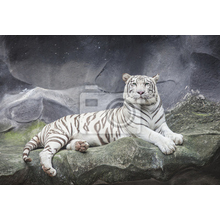 Фотообои - Белый тигр на скале