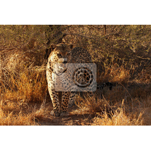 Фотообои с леопардом в Намибии