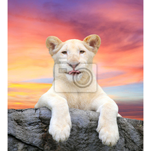 Фотообои для стен - Белый лев