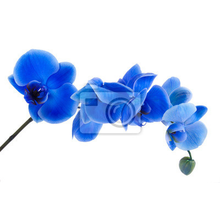 Фотообои - Синяя орхидея