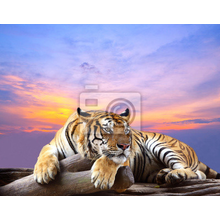 Фотообои с тигром на закате