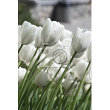 Фотообои на стену с белыми тюльпанами
