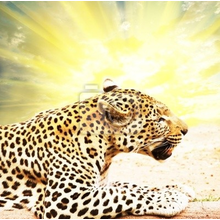 Фотообои с леопардом в лучах солнца