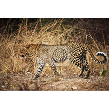 Фотообои на стену - Леопард в сухой траве