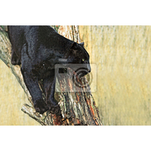Фотообои для стен - Черная пантера