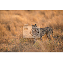 Фотообои - Леопард в Танзании