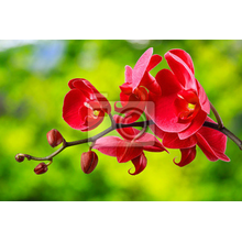 Фотообои с красной орхидеей на размытом фоне