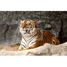Фотообои - Королевский тигр