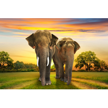Фотообои - Слоны на закате