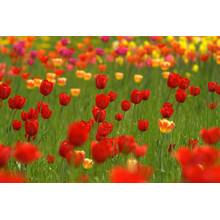 Фотообои с красными и желтыми тюльпанами
