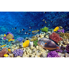 Фотообои - Коралловые рыбки Красного моря