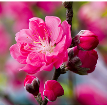 Фотообои с цветком персика