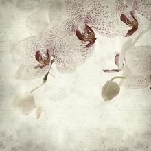 Фотообои - Текстура старой бумаги с белыми орхидеями