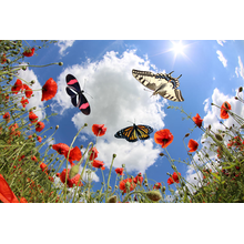 Фотообои с бабочками и красными маками на фоне неба