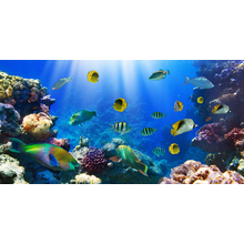 Фотообои с коралловыми рифами и рыбами