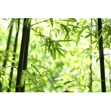 Фотообои с бамбуковыми побегами