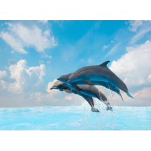 Фотообои для стен - Дельфины