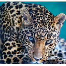 Фотообои - Леопард - макро