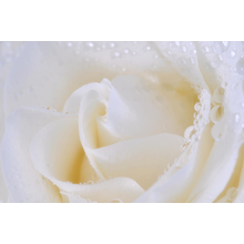 Фотообои с белой розой