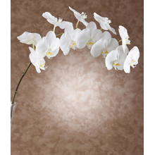 Фотообои с белыми орхидеями на коричневом фоне