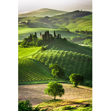 Фотообои с оливковыми рощами и виноградниками