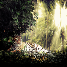 Фотообои с тигром в джунглях