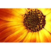 Фотообои - Оранжево-желтый цветок