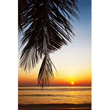Фотообои с закатом в тропиках и пальмовой ветвью