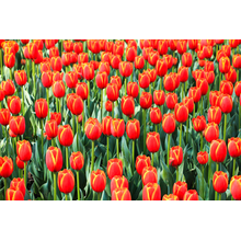 Фотообои - Поле красивых красных тюльпанов