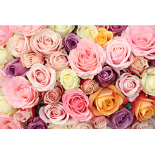Фотообои - Пастельные розы