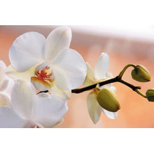 Фотообои с белой орхидеей крупным планом