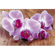 Фотообои с крупными орхидеями