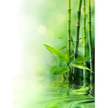 Фотообои с бамбуковыми стеблями в воде