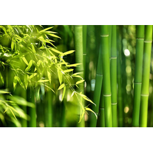 Фотообои с зеленым бамбуковым лесом