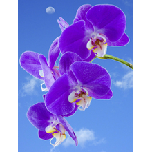 Фотообои с фиолетовой орхидеей на фоне неба